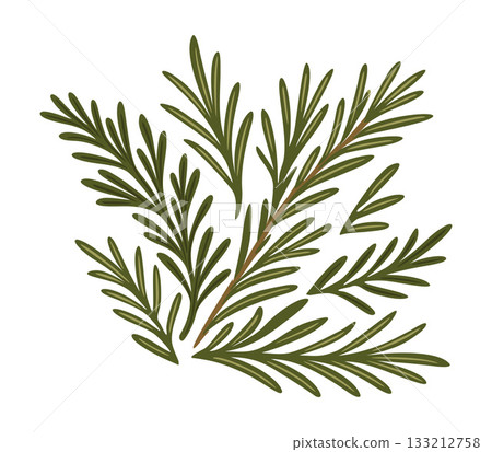 Rosemary branches. Vector isolated illustration 133212758