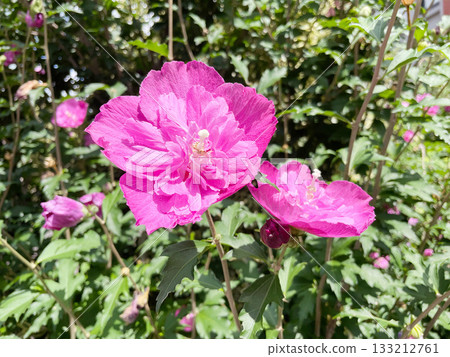 粉紅色的木槿花，錦葵科植物，夏季盛開的美麗花朵。 133212761