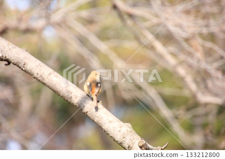 大阪城護城河、梅園及野生鳥類 133212800