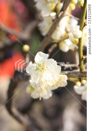 大阪城護城河、梅園及野生鳥類 133212809