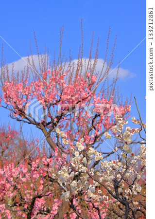 Osaka Castle moat, plum garden and wild birds Osaka Castle moat, plum garden and wild birds 133212861