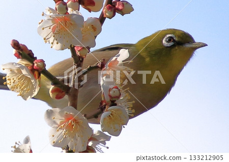 大阪城護城河、梅園及野生鳥類 133212905