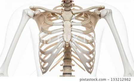 人體骨骼圖3,顯示肋骨結構 人體骨骼圖3,顯示肋骨結構 133212982
