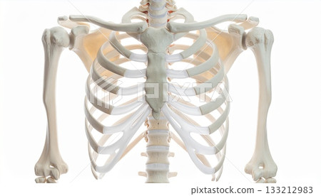 Human skeleton image 2 showing rib structure 133212983