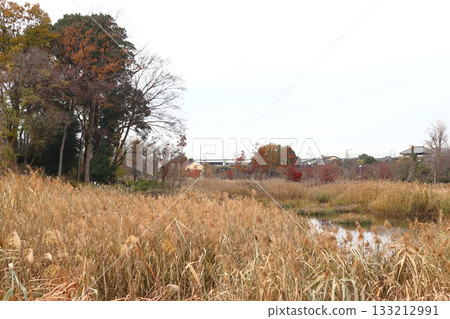 河口市餐名公園和赤山歷史自然公園的秋季景色 河口市餐名公園和赤山歷史自然公園的秋季景色 133212991
