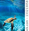 A sea turtle swimming gracefully in the ocean bathed in sunlight 133213058