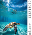 A sea turtle swimming gracefully in the ocean bathed in sunlight 133213059