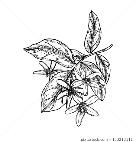 Blooming citrus branch with leaves and flowers monochrome vector illustration. Etching drawing of lemon, orange or lime plant for organic cosmetics, herbal tea label, natural lifestyle Blooming citrus branch with leaves and flowers monochrome vector illustration. Etching drawing of lemon, orange or lime plant for organic cosmetics, herbal tea label, natural lifestyle 133213111