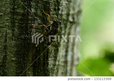 The cool chirping of cicadas The cool chirping of cicadas 133213309