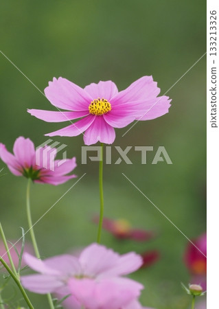 Autumn flower cosmos pink cosmos is blooming Autumn flower cosmos pink cosmos is blooming 133213326
