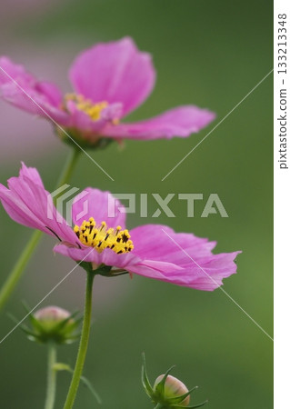 Cosmos Cosmos 133213348