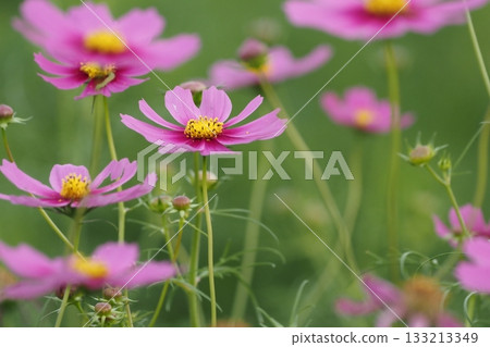 Pink cosmos flowers blooming in autumn field Pink cosmos flowers blooming in autumn field 133213349