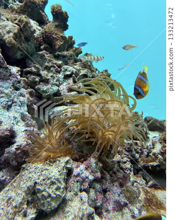 "Coral Sea Anemones" at Hakkeijima Sea Paradise "Coral Sea Anemones" at Hakkeijima Sea Paradise 133213472