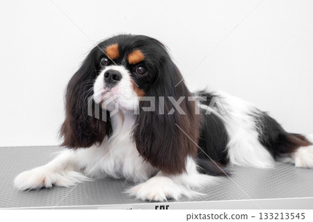 Cavalier King Charles Spaniel dog lies on light background Cavalier King Charles Spaniel dog lies on light background 133213545