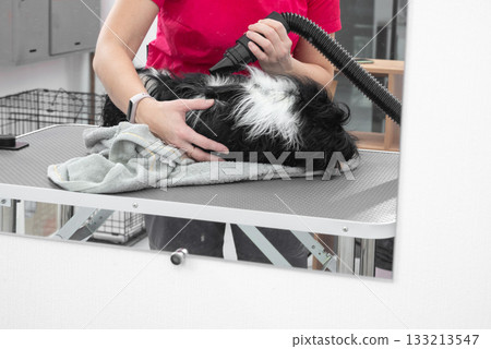 Expert Pet Grooming Services for Your Beloved Dog or Cat, Ensuring Their Health and Beauty Expert Pet Grooming Services for Your Beloved Dog or Cat, Ensuring Their Health and Beauty 133213547