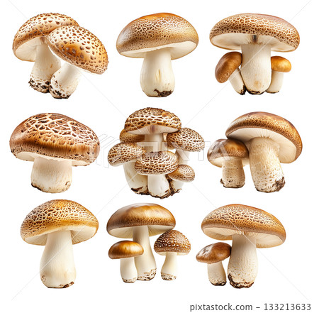 Set of Porcini mushroom showing its textured cap and stem isolated on a white background 133213633