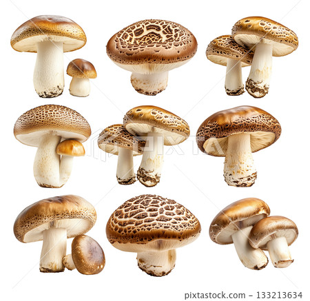 Set of Portobello mushroom showing its textured cap and stem isolated on a white background. Set of Portobello mushroom showing its textured cap and stem isolated on a white background. 133213634