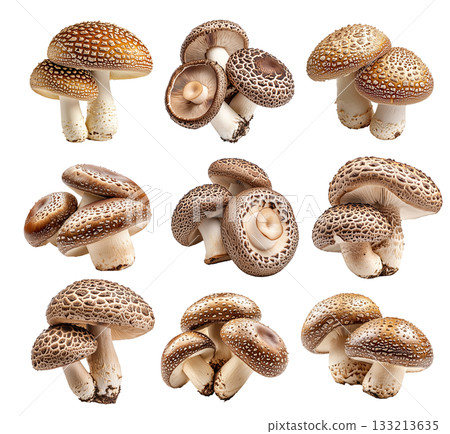 Set of Shiitake mushroom showing its textured cap and stem isolated on a white background. 133213635