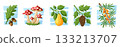 A cozy autumn collection of oak leaf with acorns, mushrooms, pear, fir cone, and sea buckthorn. A autumn themed vector cartoon illustration set. 133213707