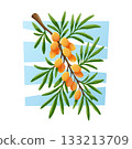 Bright orange sea buckthorn berries on a long green branch. Nature vivid vector cartoon illustration on a light blue background. 133213709