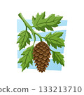 A brown fir cone hanging from a branch with jagged green leaves on a light blue background. Vector nature cartoon illustration. 133213710