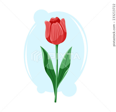 Elegant red tulip with smooth petals and tall green leaves. Clean floral vector cartoon illustration. Elegant red tulip with smooth petals and tall green leaves. Clean floral vector cartoon illustration. 133213722