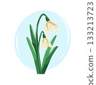 Delicate snowdrops with soft petals and green leaves. Gentle vector cartoon illustration with a spring mood. 133213723