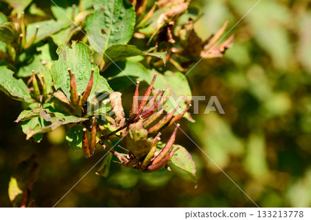 Weigela florida is a deciduous shrub with opposite green leaves and bright red tubular flowers blooming in May along forest edges and mountain slopes. Photographed in Korea. 133213778