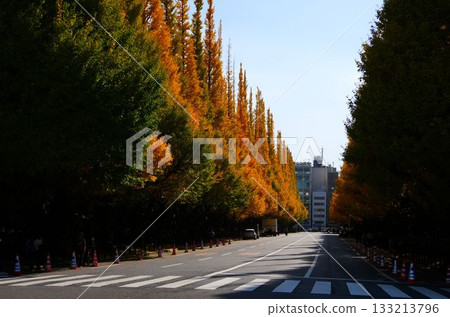 明治神宮外苑銀杏排樹 133213796