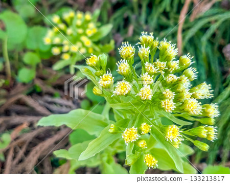 Fireworks in broad daylight - Butterbur Fireworks in broad daylight - Butterbur 133213817