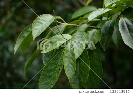 Ehretia acuminata var. obovata is a deciduous tree with pointed serrated leaves, white summer flowers, and yellow autumn fruit growing in Korean forests. Photographed in Korea. 133213915