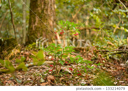 Ardisia crenata is an evergreen shrub with thick glossy leaves and bright red berries that ripen in winter, growing in shaded Korean forest understories. Photographed in Korea. 133214079