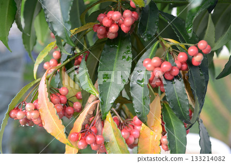 Ardisia crenata is an evergreen shrub with thick glossy leaves and bright red berries that ripen in winter, growing in shaded Korean forest understories. Photographed in Korea. 133214082