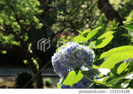 A view of the sunlit approach to Myohonji Temple in Kamakura, with hydrangeas in bloom 133214186