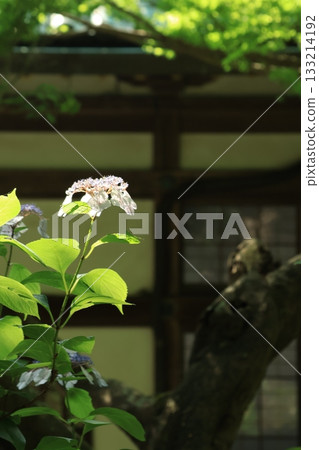 A view of the sunlit approach to Myohonji Temple in Kamakura, with hydrangeas in bloom A view of the sunlit approach to Myohonji Temple in Kamakura, with hydrangeas in bloom 133214192