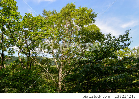 Betula costata is a tall deciduous birch tree with deeply grooved yellow to reddish-brown bark, green summer leaves that turn golden in autumn, and dense hardwood. Photographed in Korea. 133214213