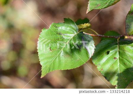 Betula costata is a tall deciduous birch tree with deeply grooved yellow to reddish-brown bark, green summer leaves that turn golden in autumn, and dense hardwood. Photographed in Korea. 133214218