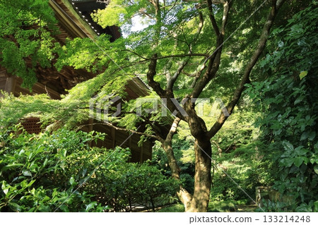 夏日鎌倉妙本寺庭院景色，四周綠樹環繞。 133214248