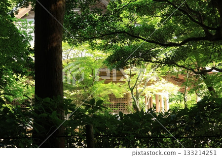 Scenery of the grounds of Myohon-ji Temple in Kamakura in summer, surrounded by trees Scenery of the grounds of Myohon-ji Temple in Kamakura in summer, surrounded by trees 133214251