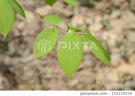 Carpinus cordata is a deciduous hornbeam tree with heart-based parallel-veined leaves, smooth gray bark, and catkins on the same tree, growing in Korean forests. Photographed in Korea. 133214254