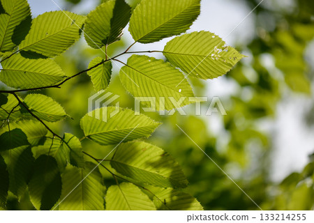 Carpinus cordata is a deciduous hornbeam tree with heart-based parallel-veined leaves, smooth gray bark, and catkins on the same tree, growing in Korean forests. Photographed in Korea. 133214255