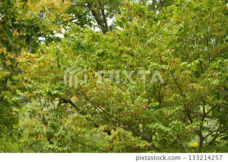 Carpinus cordata is a deciduous hornbeam tree with heart-based parallel-veined leaves, smooth gray bark, and catkins on the same tree, growing in Korean forests. Photographed in Korea. Carpinus cordata is a deciduous hornbeam tree with heart-based parallel-veined leaves, smooth gray bark, and catkins on the same tree, growing in Korean forests. Photographed in Korea. 133214257