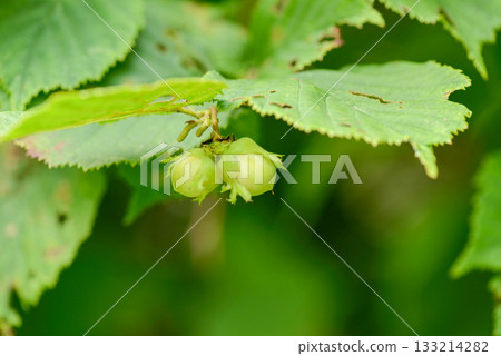 Corylus heterophylla is a deciduous hazel shrub with alternate round leaves, spring catkins, and edible nuts enclosed in husks that ripen in autumn across Korean woodlands. Photographed in Korea. 133214282