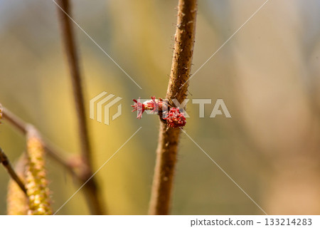 Corylus heterophylla is a deciduous hazel shrub with alternate round leaves, spring catkins, and edible nuts enclosed in husks that ripen in autumn across Korean woodlands. Photographed in Korea. Corylus heterophylla is a deciduous hazel shrub with alternate round leaves, spring catkins, and edible nuts enclosed in husks that ripen in autumn across Korean woodlands. Photographed in Korea. 133214283