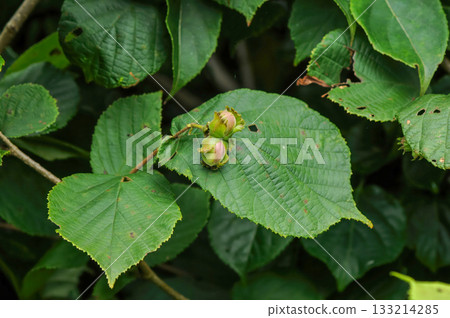 Corylus heterophylla is a deciduous hazel shrub with alternate round leaves, spring catkins, and edible nuts enclosed in husks that ripen in autumn across Korean woodlands. Photographed in Korea. Corylus heterophylla is a deciduous hazel shrub with alternate round leaves, spring catkins, and edible nuts enclosed in husks that ripen in autumn across Korean woodlands. Photographed in Korea. 133214285