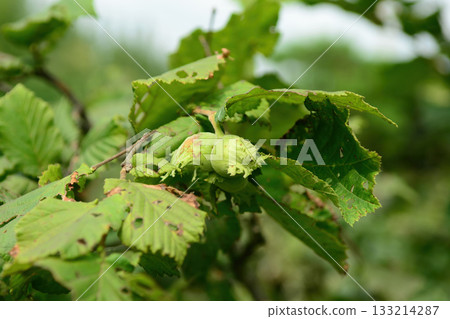 Corylus heterophylla is a deciduous hazel shrub with alternate round leaves, spring catkins, and edible nuts enclosed in husks that ripen in autumn across Korean woodlands. Photographed in Korea. Corylus heterophylla is a deciduous hazel shrub with alternate round leaves, spring catkins, and edible nuts enclosed in husks that ripen in autumn across Korean woodlands. Photographed in Korea. 133214287