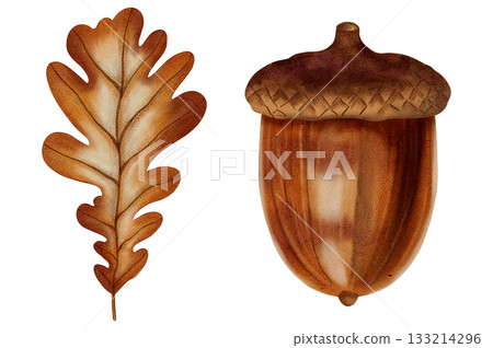 Watercolor hand drawn oak leaf and acorn. Autumn leaves. Perfect for seasonal decor, packaging and textiles. Watercolor hand drawn oak leaf and acorn. Autumn leaves. Perfect for seasonal decor, packaging and textiles. 133214296