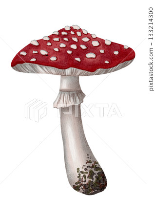 Watercolor illustration of red fly agarics. Mushrooms. Autumn. Children's illustration. Suitable for books, packaging, and postcards. Watercolor illustration of red fly agarics. Mushrooms. Autumn. Children's illustration. Suitable for books, packaging, and postcards. 133214300