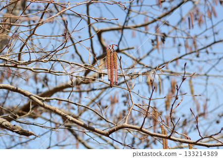Alnus hirsuta, also known as Alnus sibirica, is a deciduous alder tree with gray hairy leaf undersides and shallowly lobed margins, growing along cool Korean mountain valleys. Photographed in Korea. Alnus hirsuta, also known as Alnus sibirica, is a deciduous alder tree with gray hairy leaf undersides and shallowly lobed margins, growing along cool Korean mountain valleys. Photographed in Korea. 133214389
