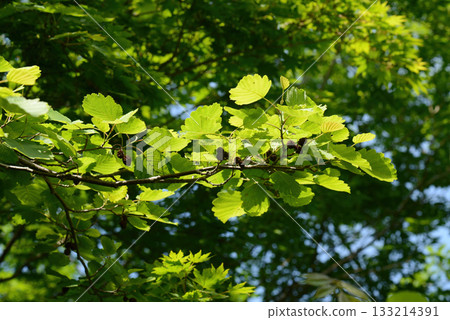 Alnus hirsuta, also known as Alnus sibirica, is a deciduous alder tree with gray hairy leaf undersides and shallowly lobed margins, growing along cool Korean mountain valleys. Photographed in Korea. Alnus hirsuta, also known as Alnus sibirica, is a deciduous alder tree with gray hairy leaf undersides and shallowly lobed margins, growing along cool Korean mountain valleys. Photographed in Korea. 133214391